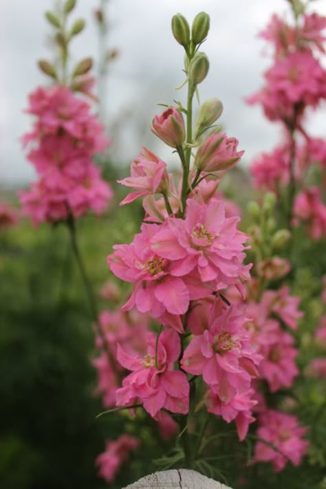 Pink Larkspur, self-seeding annual. Be sure to let the flowers of the larkspur go to seed. Tattoo Bouquet, Pink Larkspur, Flower Identification, Rose Queen, Rose Seeds, Pink Garden, Spring Sign, Delphinium, Flower Farm