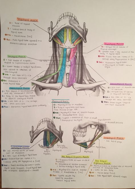 Muscles of the Anterior Triangle of the neck Kesehatan Gigi, Dental Hygiene School, Dental Anatomy, Basic Anatomy And Physiology, Medicine Studies, Nurse Study Notes, Medical Student Study, Nursing School Survival, Medical School Motivation