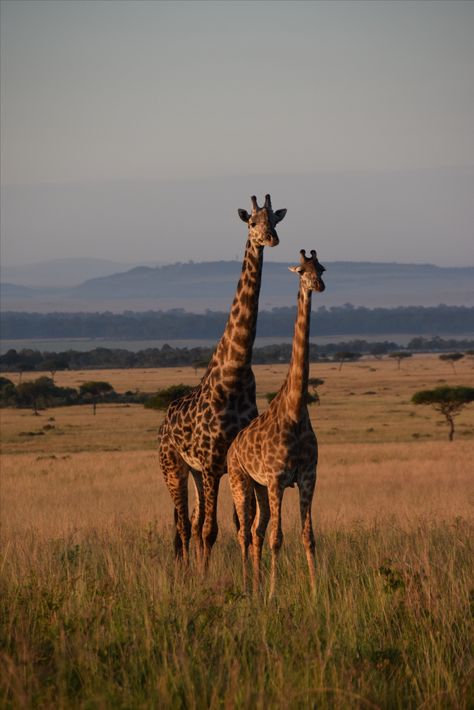 Safari Holidays South Africa, African Savanah Aesthetic, Kenya Africa Aesthetic, South Africa Safari Aesthetic, Savannah Aesthetic African, Africa Asethic, South Africa Holiday, Africa Aesthetic Wallpaper, Afrika Aesthetic