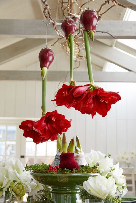 Waxed Amaryllis Bulbs, Amaryllis Arrangement, Philly Sandwich, Amaryllis Christmas, Easiest Flowers To Grow, Amaryllis Plant, Winter Floral Arrangements, Amaryllis Flowers, Amaryllis Bulbs