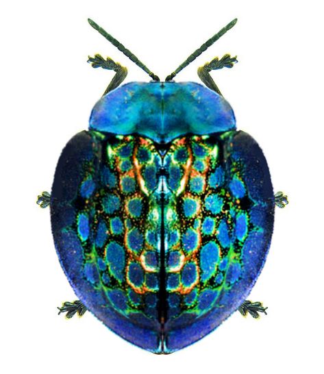 Stolas imperialis Colourful Insects, Amphibians Animals, Tortoise Beetle, Dart Frogs, Cool Insects, Art Coquillage, Bug Collection, Beetle Insect, Pet Tips