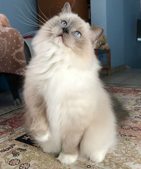 Blue Ragdoll Cat, Blue Mitted Ragdoll, Mitted Ragdoll, Gato Ragdoll, Ragdoll Cat Breed, Wallpaper Cat, Cat Tattoos, Söt Katt, Tattoo Cat