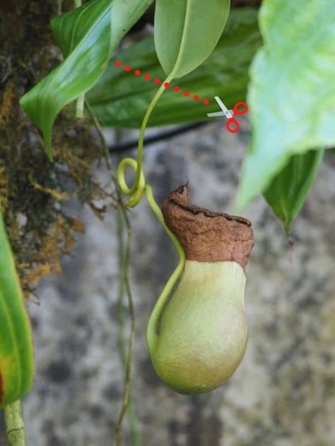 Hanging Pitcher Plant, Tropical Pitcher Plant, Pitcher Plant Terrarium, Nepenthes Pitcher Plant, Pitcher Plant Care, Carnivorous Plants Care, Bog Gardens, Carnivore Plants, Carnivorous Plants Terrarium