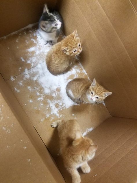 CLEVELAND, Ohio -- A batch of kittens named after "Sandlot" characters is looking for new homes after being abandoned in a box on the side of the road in a snow storm.  According to the Cleveland APL, the kittens were found Thursday night.  The kittens were brought in from the cold and are under the care of the Cleveland APL. Sandlot Characters, Caucasian Shepherd Dog, Caucasian Shepherd, Cat Farm, Ginger Kitten, Kitten Names, Sandlot, Kitten Rescue, The Sandlot