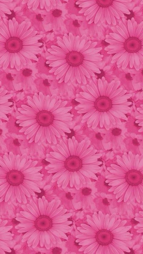 Pink Daisies, Floral Wallpaper Iphone, Pink Wallpaper Backgrounds, Pink Wallpapers, Flowery Wallpaper, Flower Background Wallpaper, Wallpaper Tumblr, Beautiful Flowers Wallpapers, Pink Wallpaper Iphone