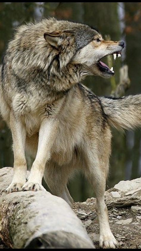 It's a Man's World Snarling Wolf, Wolf Poses, Cai Sălbatici, Photo Animaliere, Wolf Photography, Wolf Images, Psy I Szczenięta, Wolf Photos, Wolf Spirit Animal