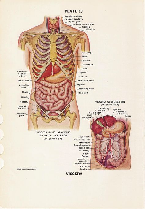 Inside The Body Anatomy, Human Chest Anatomy, Human Inside Anatomy, Human Anatomy Reference Organs, Organ Placement Human, Anatomy Reference Organs, Medical Anatomy Art, Anatomy Diagrams Study, Anatomy Drawing Medical Organs