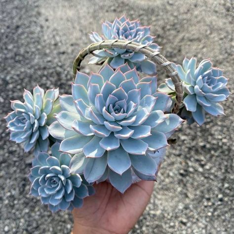 Echeveria Peacockii Blue Echeveria, Succulent Landscaping Front Yard, Suculentas Ideas, Blue Candle Cactus, Echeveria Imbricata, Succulent Photography, Special Plants, Succulent Garden Landscape, Terrarium Garden