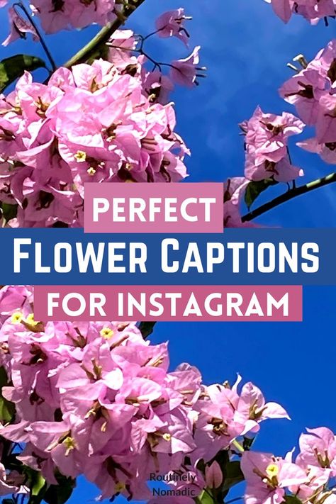 Did you just have the most amazing time enjoying flowers and are now looking for the best flower captions for Instagram? Here are the best cute, funny, inspirational, short, and beautiful poems and captions about flowers. Or chose flower quotes for Instagram. Find the best one that fits your experience, picture or just inspires you! Flowers For Instagram, Short Flower Quotes, Flower Captions, Photography For Instagram, Flower Captions For Instagram, Instagram Captions For Pictures, Flower Quotes Inspirational, Beautiful Flower Quotes, Photography Captions