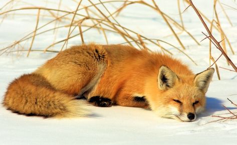 Red fox lying down in the winter snow Fox In Snow, Snow Images, Fox Home, Fox Pictures, Fox Fur Jacket, Pet Fox, Fox Fur Coat, Baby Fox, Red Fox