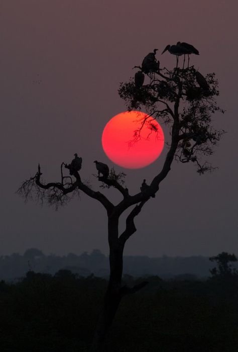 Matka Natura, Acacia Tree, Belle Nature, Charcoal Drawings, Image Nature, Fotografi Alam Semula Jadi, Lukisan Cat Air, Beautiful Moon, Trik Fotografi