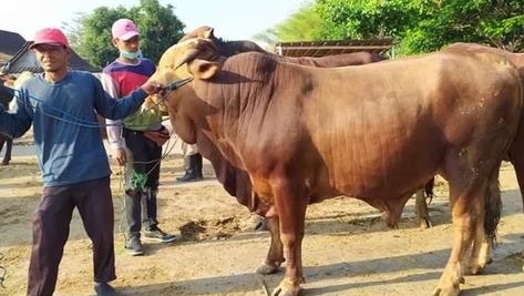 Hari Raya, Cow, Drama, Animals