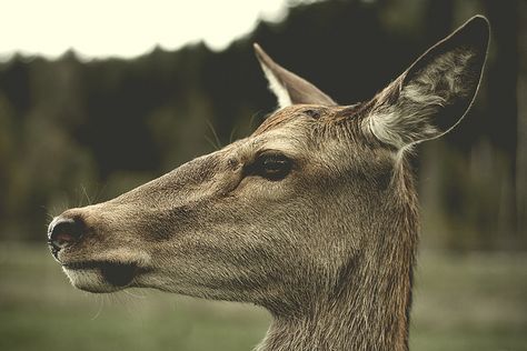 Stunning deer profile, by kimholm_com, via Flickr Deer Profile Picture, Deer Side Profile, Stag Reference, Deer Profile, Deer Spirit, Reference Study, Study Reference, Animal Studies, Black Ink Art