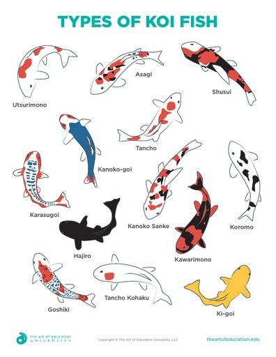 Different Types Of Koi Fish, Koi Fish Anatomy Drawing, Types Of Fish Drawing, Studio Ghibli Koi Fish, Types Of Koi Fish, Koi Fish Drawing Side View, Coy Fish Embroidery, Koi Fish Types, Koi Fish Oc Art