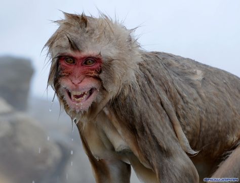 snow monkey Snow Monkeys Japan, Japanese Monkey, Snow Monkeys, Macaque Monkey, Japanese Macaque, Snow Monkey, Nagano Japan, Monkey Pictures, Snow Pictures