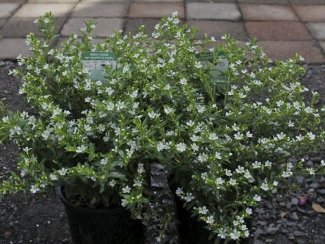 cuphea hyssopifolia 'white' X1 Cuphea Hyssopifolia, Mexican Heather, Starter Plants, Plant Aesthetic, Flowering Shrubs, Heather White, Desert Landscaping, Turks And Caicos, Drought Tolerant