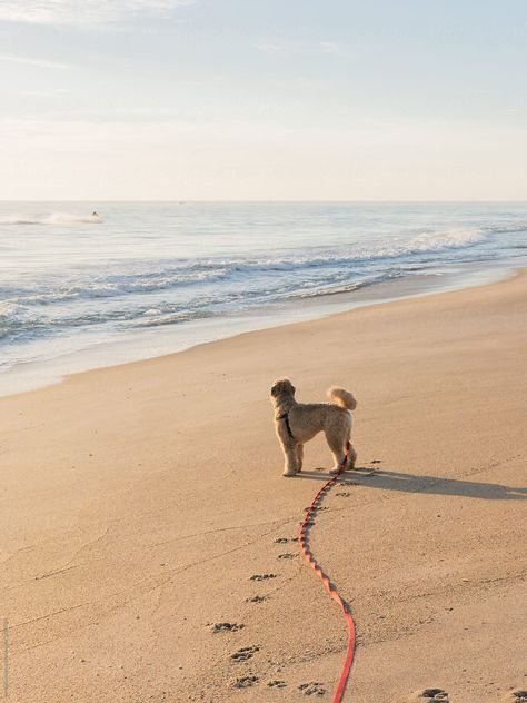 Soft coated wheaten terrier on the beach near Vero Beach, Florida. He is wearing a long leash (longe line) for training and recall. Dog On Leash, Nyc Photoshoot, Vero Beach Florida, Soft Coated Wheaten Terrier, Wheaten Terrier, Dog Beach, Florida Beaches, Photography Portfolio, Jack Russell