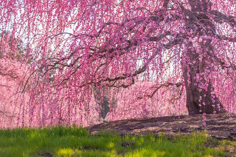 You would think that strolling through a grove of cherry trees would be a perfectly delightful way to spend some time outdoors this spring — safely practicing social distancing — while communing with Mother Nature. But, somehow, in the crazy world that is 2021, travelers that visit Washington, D.C.’s Tidal Basin year after year to … Cherry Blossom Season, Dc Travel, Peacock Art, Pink Trees, Green Forest, Cherry Tree, Spring Blooms, Summer Photography, Lush Green