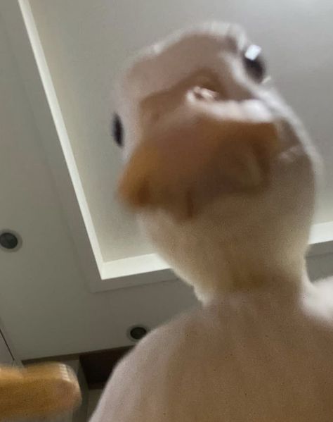 December 30, A Duck, Ducks, On Instagram, Instagram