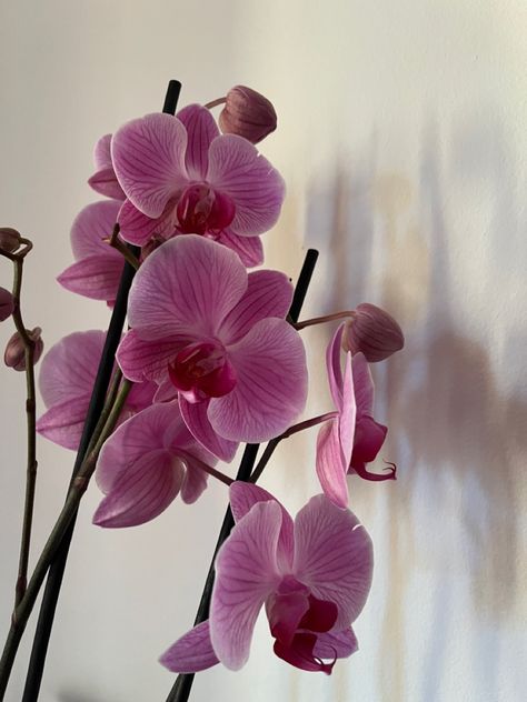 Flowers Pink Aesthetic, Orchid Wallpaper, Flowers Orchids, Orchid Centerpieces, Orchid Bouquet, Orchid Color, Orchid Wedding, Orchid Purple, Flower Shower