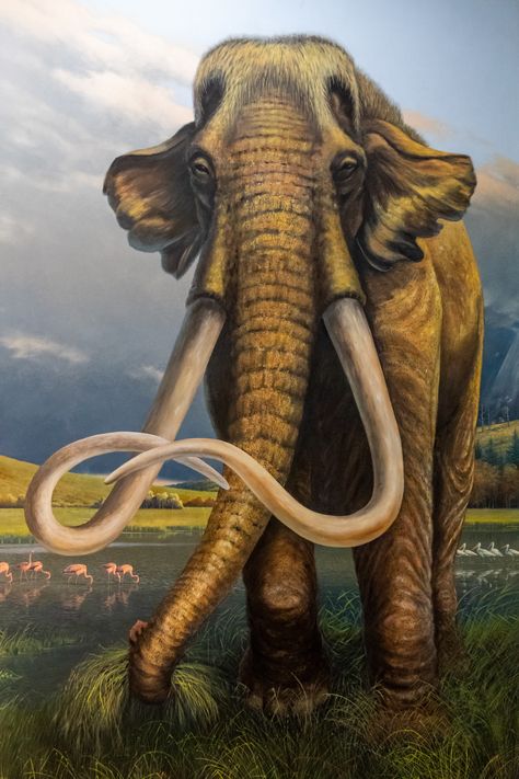 Colombian Mammoth mural by  Mark Marcuson at the Page Museum and Tar Pits in Los Angeles, California Early Mammals, Cenozoic Animals, Prehistoric Wildlife, Prehistoric World, Human Evolution, Ancient Animals, Prehistoric Art, Paleo Art, Extinct Animals