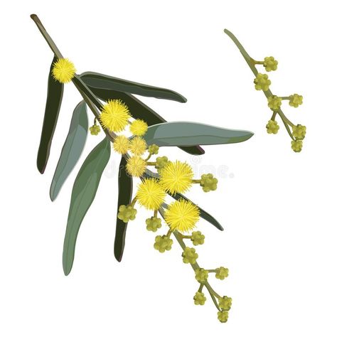 Wattle Illustration, Bottlebrush Plant, Wattle Tree, Flower Flat Lay, Golden Wattle, Australian Flowers, Protea Flower, Acacia Tree, Australian Native Flowers