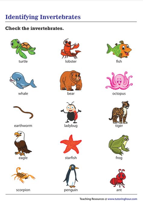 Invertebrates And Vertebrates Worksheets, Invertebrates Animals Pictures, Vertebrates Worksheets, Vertebrates And Invertebrates Worksheets, Invertebrates Worksheet, Vertebrates And Invertebrates, Materials And Structures, Birthday Banner Background, Animal Worksheets