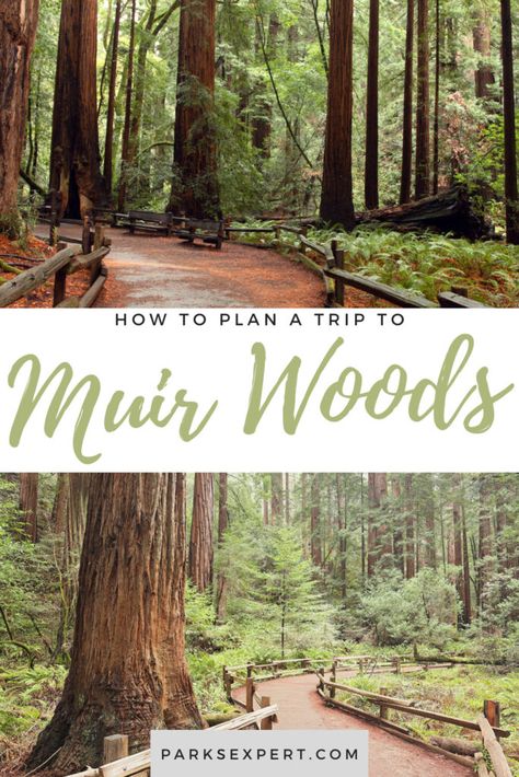 Muir Woods California, Muir Woods National Monument, California Hikes, California Trip, Hiking Map, Muir Woods, West Coast Road Trip, San Francisco Travel, California National Parks