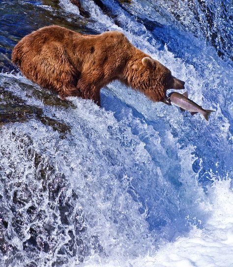 Grizzly bear fishing for salmon at Brooks Falls, Katmai… Bear Catching Salmon, Bear Fishing, Katmai National Park, Grizzly Bear, Alam Yang Indah, Animal Planet, Brown Bear, Wildlife Photography, Belle Photo