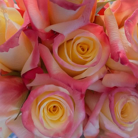 A bouquet of pink and yellow roses close up taken in morning light Pink And Yellow Roses Bouquet, Yellow And Pink Bouquet, Yellow And Pink Roses, Pink Flower Bouquet, Music Freaks, Insta Highlights, Morning Sunlight, Pink Rose Bouquet, Pink Bouquet