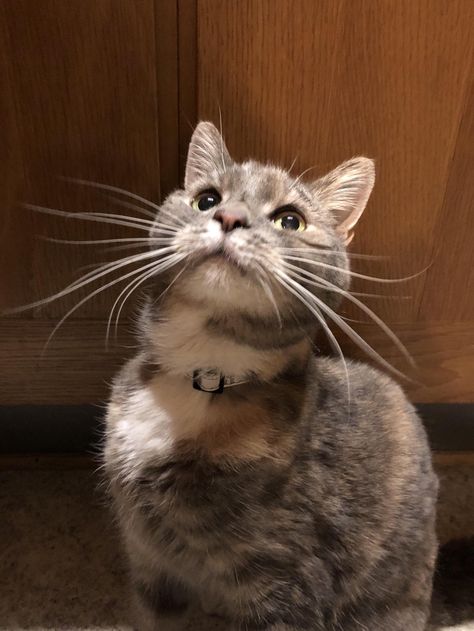 My cat has the longest whiskers Ive ever seen Polycystic Ovaries, Cat Whiskers, Curious Cat, Hair Stylist Life, Fitness Advice, About Cats, My Cat, Hair Videos, Kids And Parenting