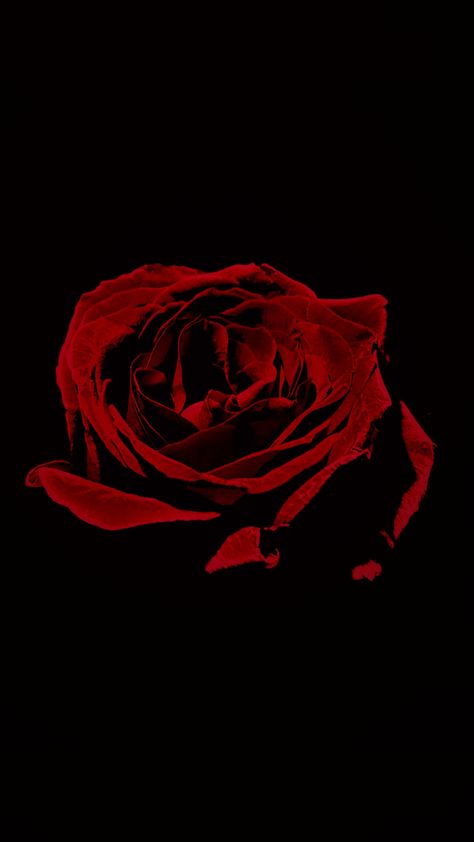 Red Rose Black Background, Red Rose Tattoo Design, Sick Wallpapers, Rose Portrait, Portrait Wallpaper, Rose Line Art, Black Rose Flower, Red Roses Wallpaper, Dark Red Roses