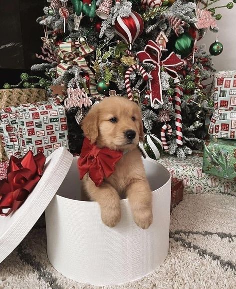 Lydia Barakat, Smartest Dog Breeds, Golden Retriever Christmas, Christmas Dreaming, Therapy Dog, Preppy Christmas, Christmas Collage, Dog Photoshoot, Cute Dog Photos