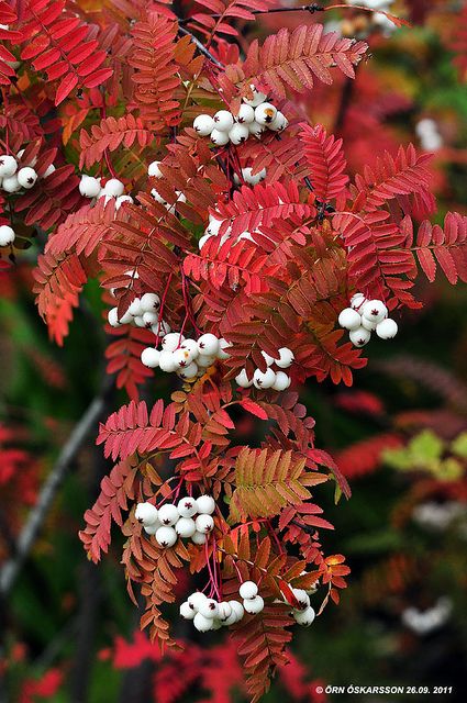 Hvitrogn Sorbus koehneana 2-3 m Liten busk eller oppstamma tre. Fall Container Gardens, Berry Plants, Plant Fungus, Garden Shrubs, Ornamental Trees, Unique Trees, Garden Accents, Autumn Garden, Small Trees