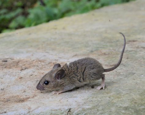 Polynesian Rat (Rattus exulans) Stunning Nature, Rats, Nature Photography, Animals, Nature