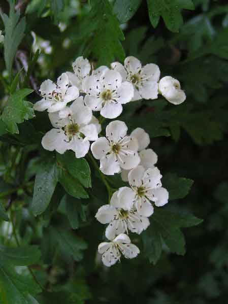 Hawthorn Tree - In England, the hawthorn is known as the mayflower tree in honor of the month it blooms. Symbolizing hope, it was the name the Pilgrims took for their famous ship, The Mayflower. Hawthorne Flower, Cream Tattoo, May Birth Flowers, Hawthorn Tree, Hedging Plants, Flower Guide, Language Of Flowers, Beltane, Month Flowers