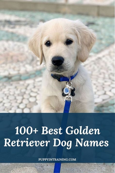 100+ Best Golden Retriever Dog Names - English Cream Golden Retriever puppy sitting on pebbled concrete Golden Retriever Puppy Names, Golden Retriever Dog Names, Puppy Names Unique, Puppies Names Female, Unique Dog Names, Male Dog Names, Golden Retriever Girl, Boy Dog Names, Golden Retriever Names