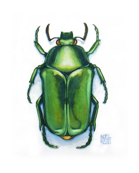 Beetle Drawing, Beetle Art, Bug Art, Watercolor Pictures, Beautiful Bugs, Desenho Tattoo, Insect Art, Scientific Illustration, A Level Art