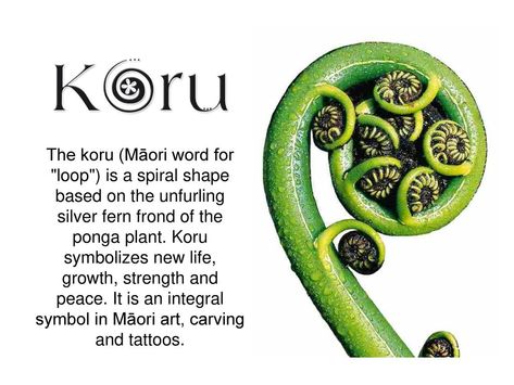 The koru (Māori word for "loop") is a spiral shape based on the ... Koru Tattoo, Simbolos Tattoo, Maori Symbols, Maori Words, For Loop, Books School, Fern Tattoo, Maori Patterns, Maori Designs