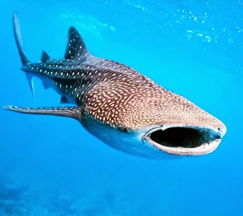 Whale Shark Tour - Luxury Travel Mexico Whale Shark Facts, Whale Shark Diving, Shark Images, Save The Sharks, Shark Facts, Shark Pictures, Cnidaria, Cut Animals, Cute Shark