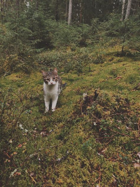 Mossy Forest, Magic Cat, Into The Woods, I Love Her, In The Forest, My Cat, The Forest, A Cat, Forest