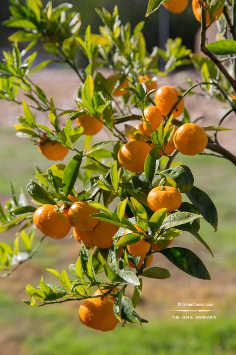 Tattoos Plants, Evergreen Nursery, Plants Tattoo, Plant Bedroom, Plant Tattoos, Planting Garden, Mandarin Tree, Citrus Tree, Tattoo Plant