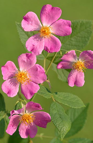 Praire Rose It is found from New York and New Hampshire south to Florida, west to Texas, north to Nebraska, Iowa, Wisconsin, and Ontario. Prairie Rose, Prairie Flower, Rose Crafts, Growing Roses, Climbing Vines, Backyard Living, Craft Show Ideas, Backyard Projects, Butterfly Garden