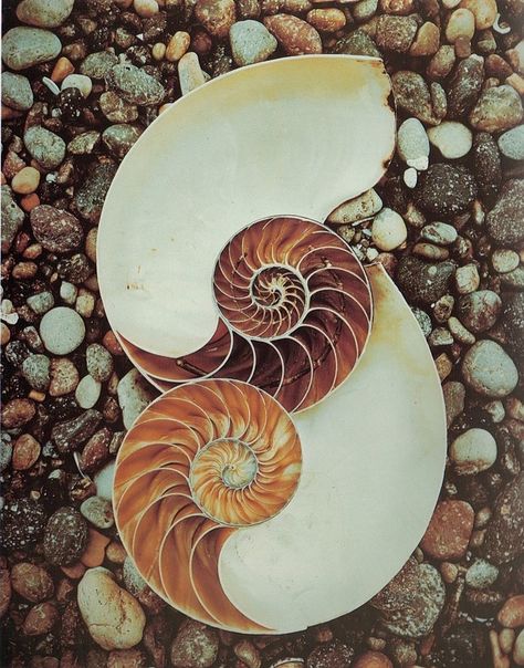 Spirals In Nature, Chambered Nautilus, Geometry In Nature, Animals Tattoo, Golden Spiral, Edward Weston, Fibonacci Spiral, She Sells Seashells, Nautilus Shell