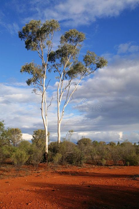 Roadtrip Asthetics, Australia Tumblr, Desert Images, Aussie Outback, Australia Outback, Australian Landscapes, Clouds Light, Rural Photography, Australia Landscape