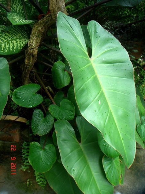 Philodendron Erubescens, Tropical Rainforest, Green Rooms, Tropical Flowers, Green Living, How To Grow, Beautiful Gardens, Potted Plants, Ghana