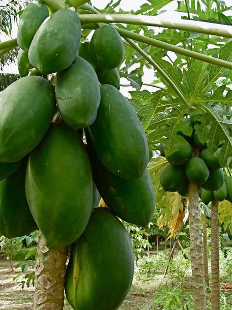 14 Different Types of Papayas | Best Tasting Papaya Variety Pineapple Princess, Papaya Plant, Papaya Tree, Hawaiian Gardens, Hawaiian Sunset, Orange Skin, Banana Fruit, Papaya Fruits, University Of Hawaii