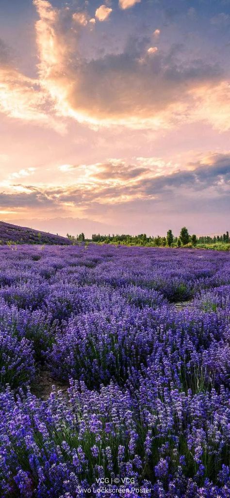 Asthetic Lavender Picture Wallpaper, Lavender Feild Pic, Flower Background Wallpaper Landscape, Lilac Sky Aesthetic, Flower Feild Pics Aesthetic, Lavender Aesthetic Flower, Spring Season Wallpaper, Lavender Flower Wallpaper, Lavender Field Wallpaper