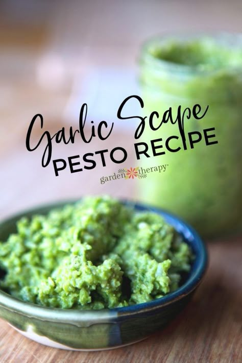 Garlic Scapes Recipes, Scapes Recipes, Scape Pesto Recipe, Preserving Garlic, Scape Pesto, Garlic Scape Pesto, Homemade Pesto Recipe, Preserving Vegetables, Garlic Scapes