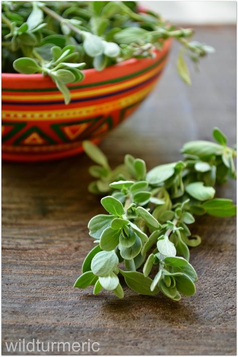 Top 6 Benefits & Uses of Marjoram For Health, Skin & Hair (Sweet Marjoram | Origanum Majorana) Sweet Marjoram, Origanum Majorana, Calendula Benefits, Lemon Benefits, Coconut Health Benefits, Natural Antibiotics, Benefits Of Coconut Oil, Healthy Oils, Insect Bites